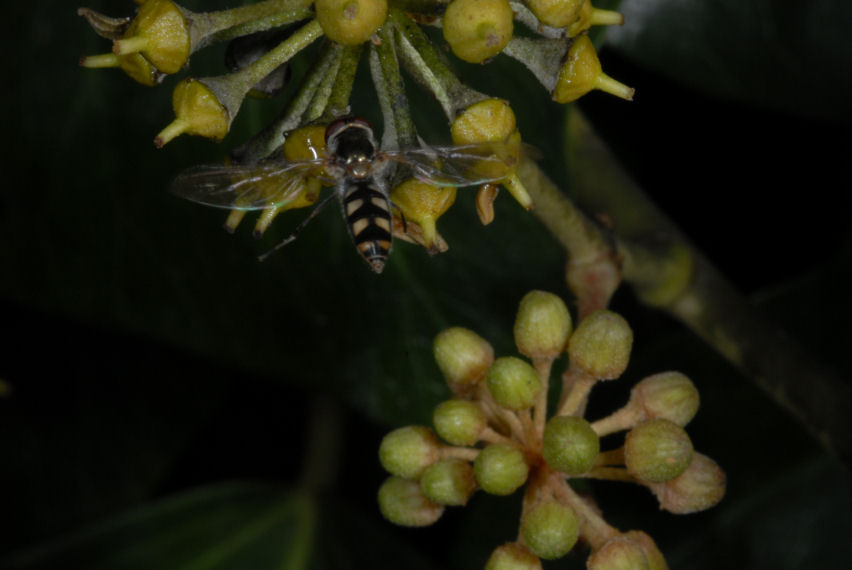 Elaborazione post scatto - Sirfide in volo